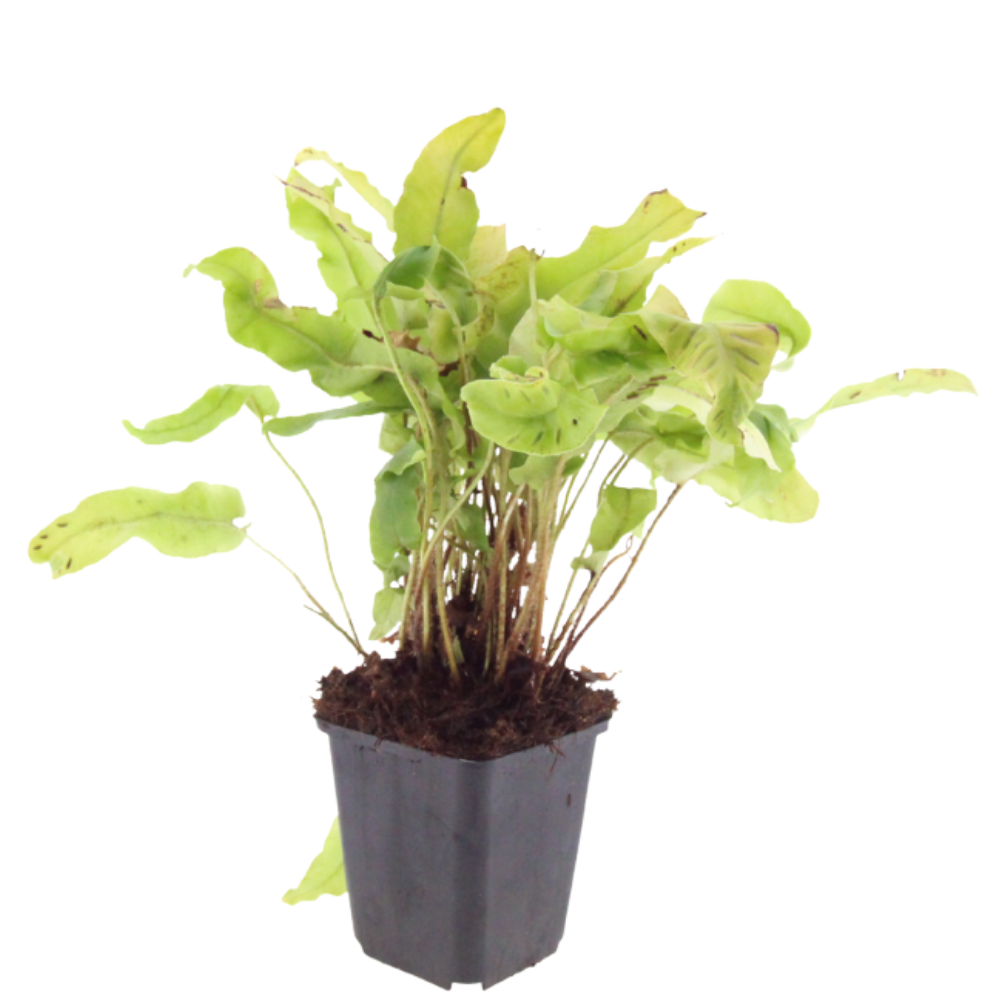 3 Tongvaren ‘Asplenium scolopendrium’ Ø9 cm ↕15 cm