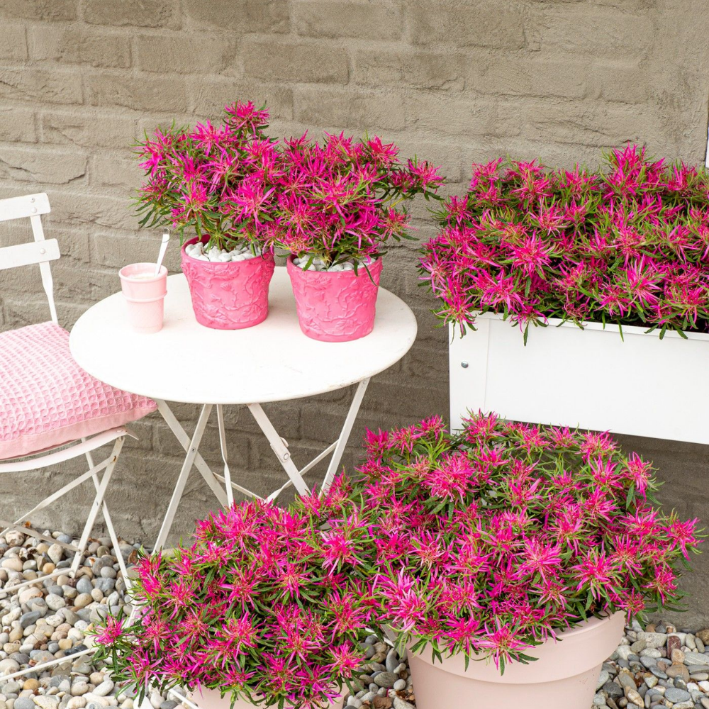 Rhododendron Azalea StarStyle Pink (Azalea StarStyle Pink) set van 6, Roze bloemen met compacte groei