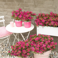 Rhododendron Azalea StarStyle Pink (Azalea StarStyle Pink) set van 6, Roze bloemen met compacte groei