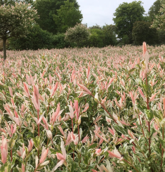 Juego de 3 y 6 Salix int. Arbustos 'Flamingo' (sauce abigarrado 'Flamingo')