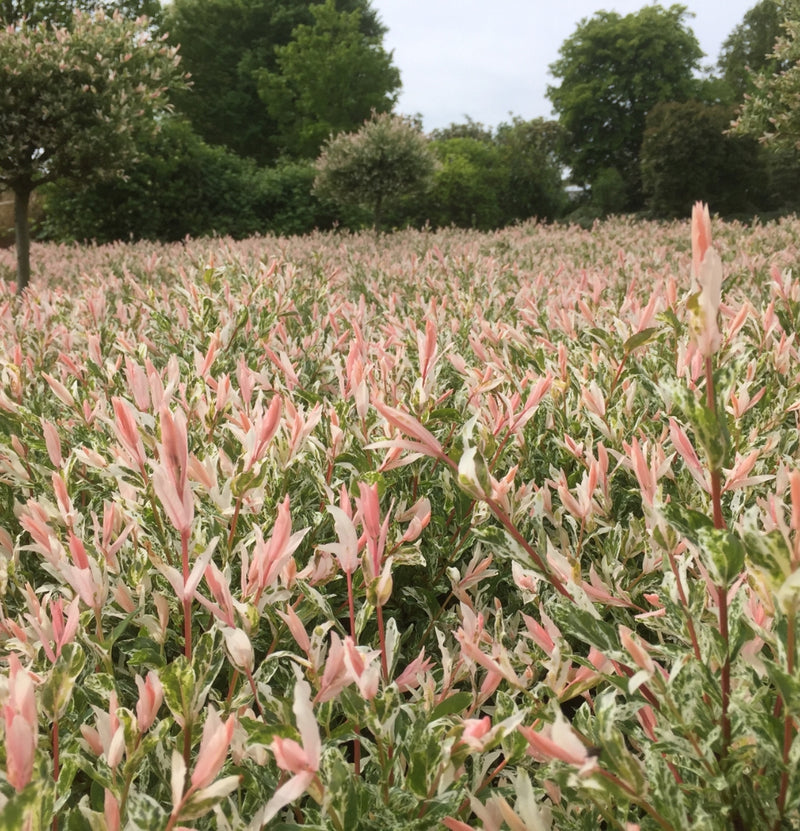 Lot de 3 et 6 Salix int. Arbustes 'Flamingo' (saule panaché 'Flamingo')