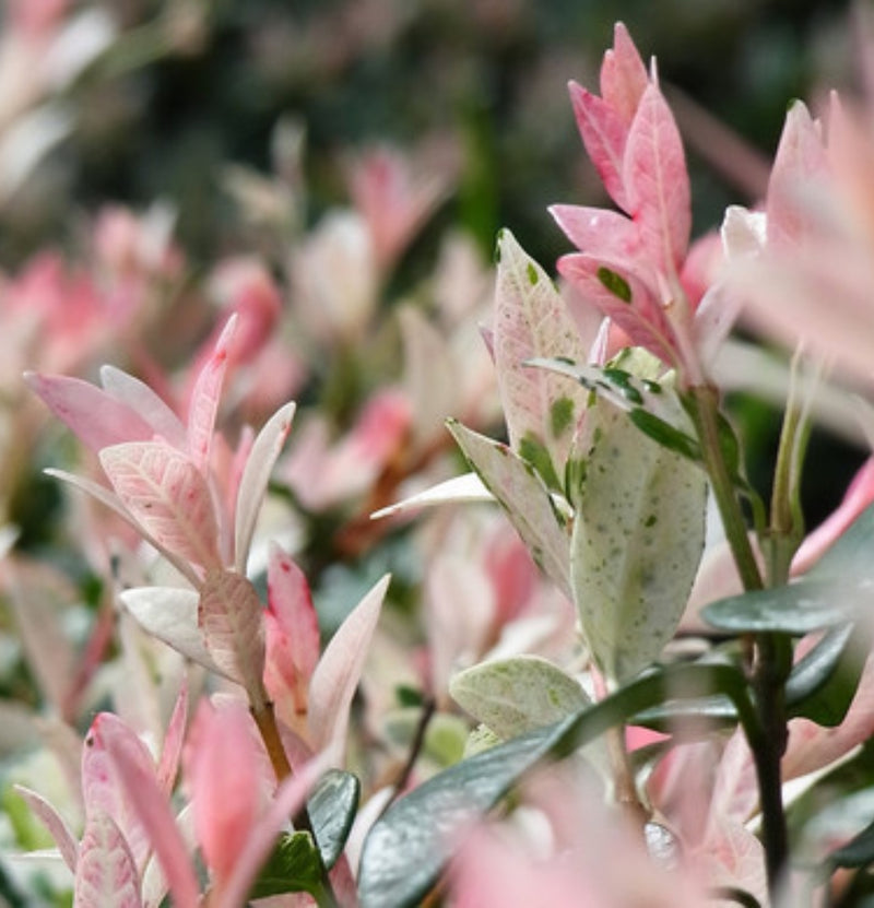 Lot de 3 et 6 Salix int. Arbustes 'Flamingo' (saule panaché 'Flamingo')