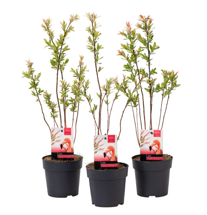 Juego de 3: plantas de flamencos de arbusto Salix