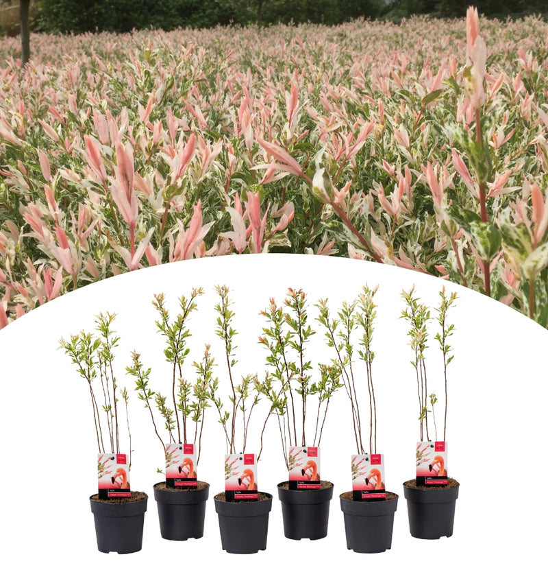 Lot de 3 et 6 Salix int. Arbustes 'Flamingo' (saule panaché 'Flamingo')