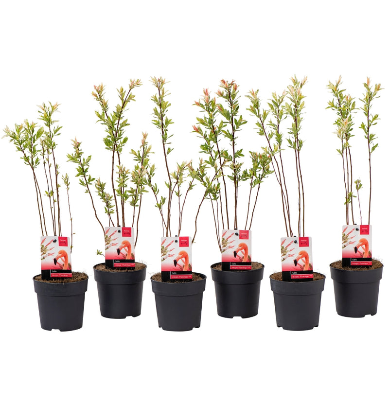 Lot de 3 et 6 Salix int. Arbustes 'Flamingo' (saule panaché 'Flamingo')