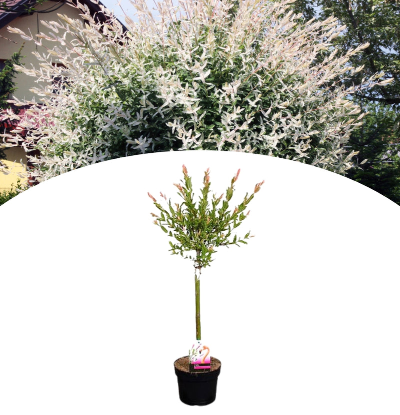 Salix integra "Flamingo" op stam x 1 - 70-90