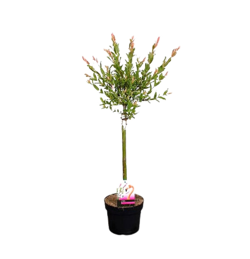 Salix integra "Flamingo" op stam x 1 - 70-90