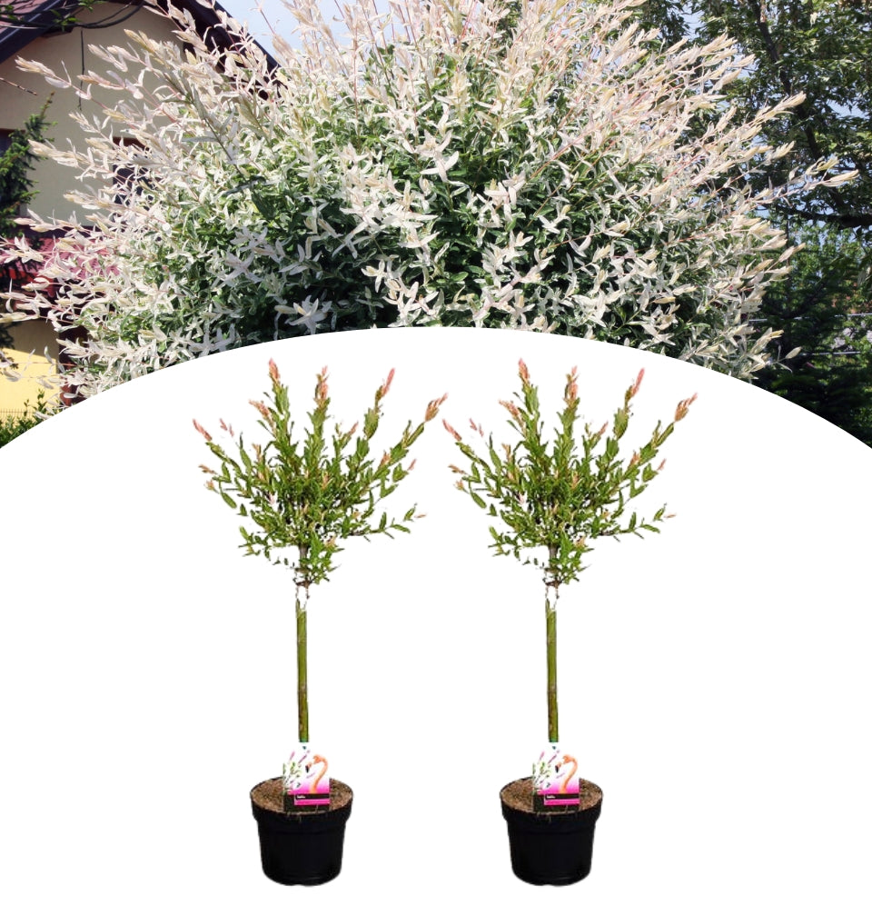 Salix integra "Flamingo" op stam x 2 - 70-90 cm