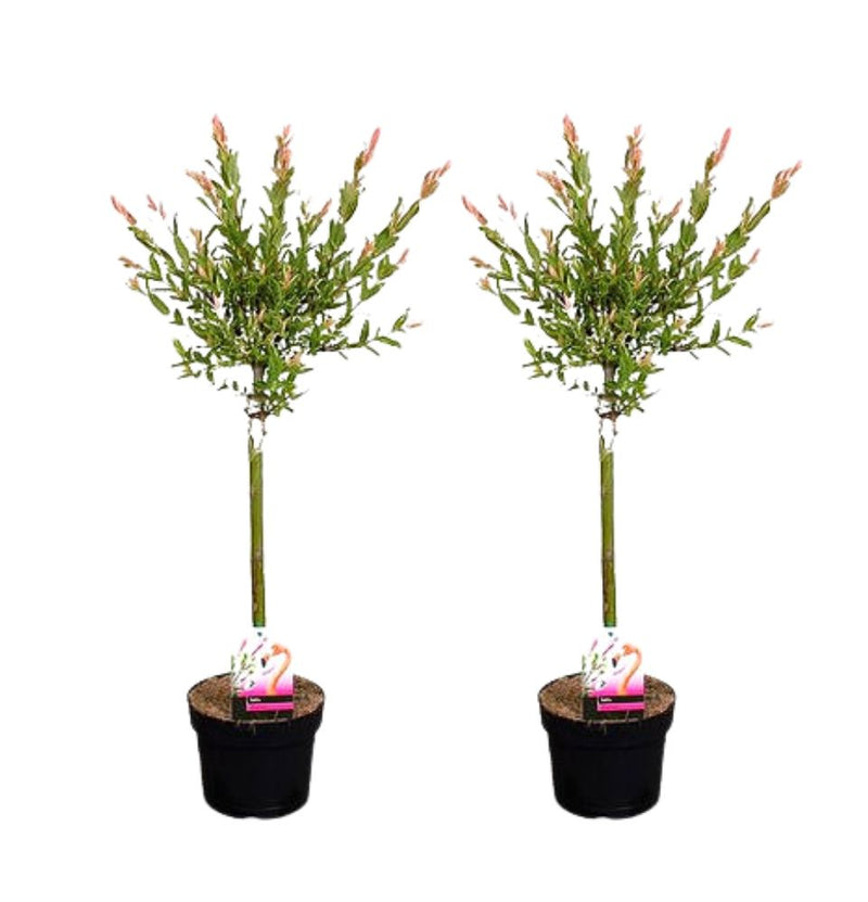 Salix integra "Flamingo" op stam x 2 - 70-90 cm