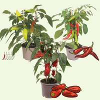 3 BIO Groente planten 'Pittig Trio' Ø14 cm ↕40 cm