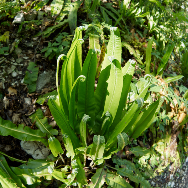 Asplenium scolopendrium (Tongvaren) Voor binnen en buiten set van 3
