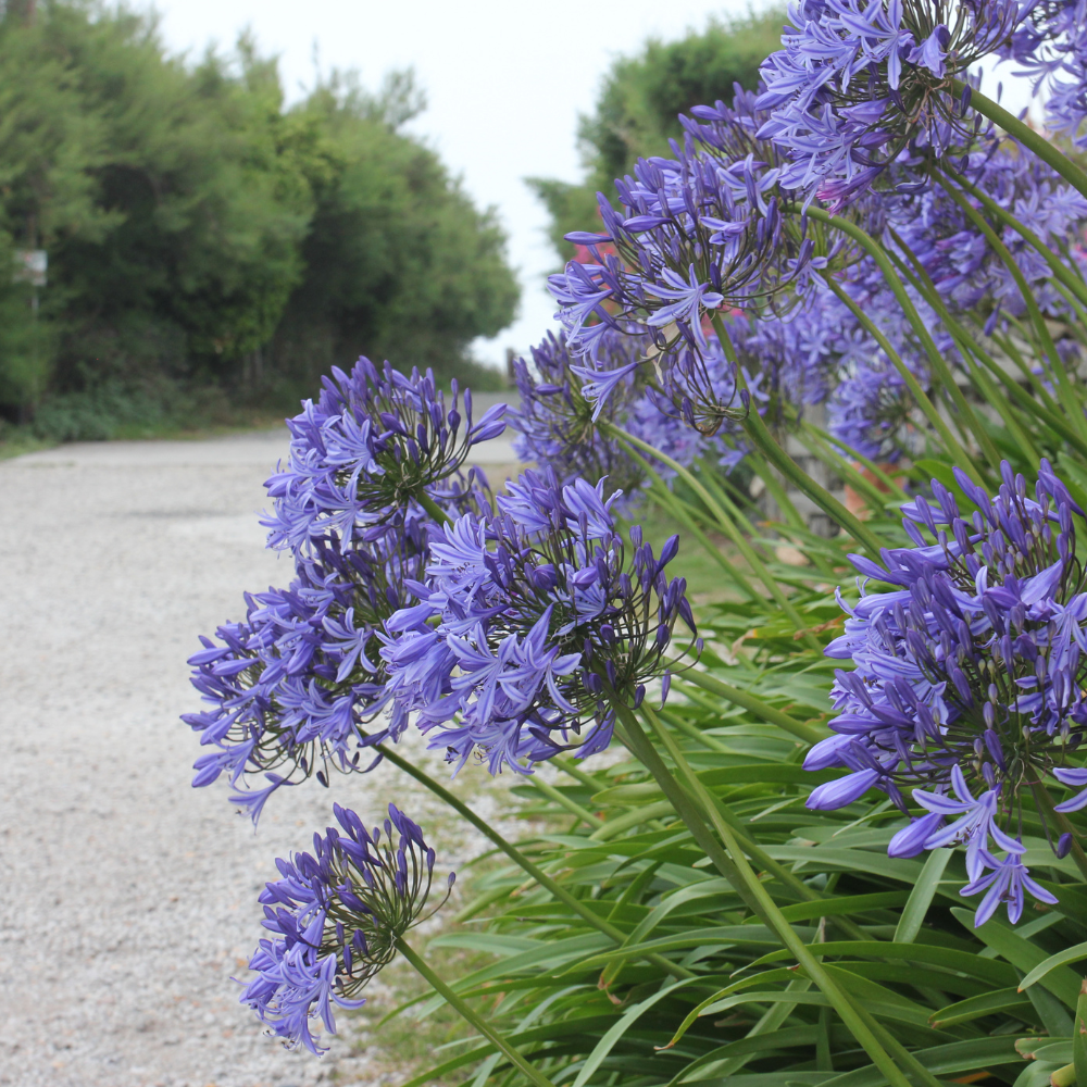 1 Agapanthus blauw ‘Agapanthus’ Ø23 cm ↕80 cm