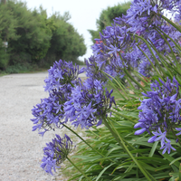 1 Agapanthus blauw ‘Agapanthus’ Ø23 cm ↕80 cm