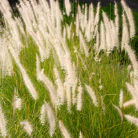 NatureNest Border Package Luna