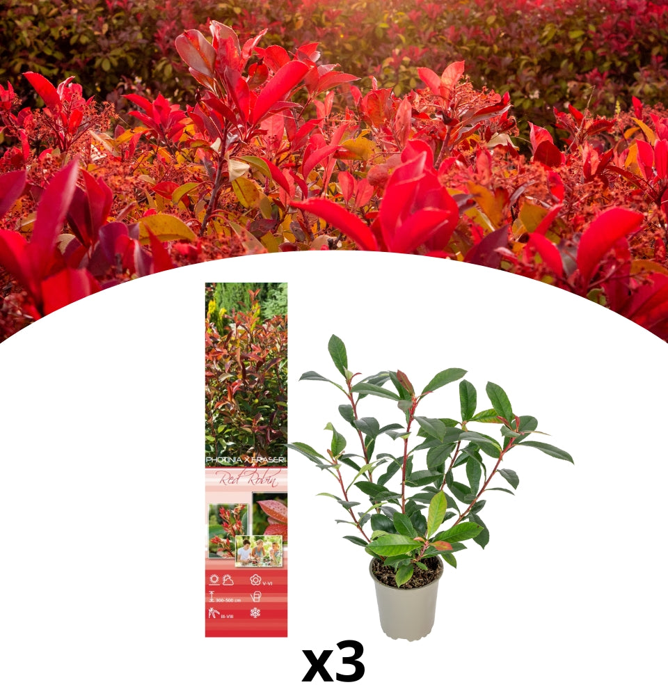 Set de 3 plantas Photina Red Robin Shiny Níspero