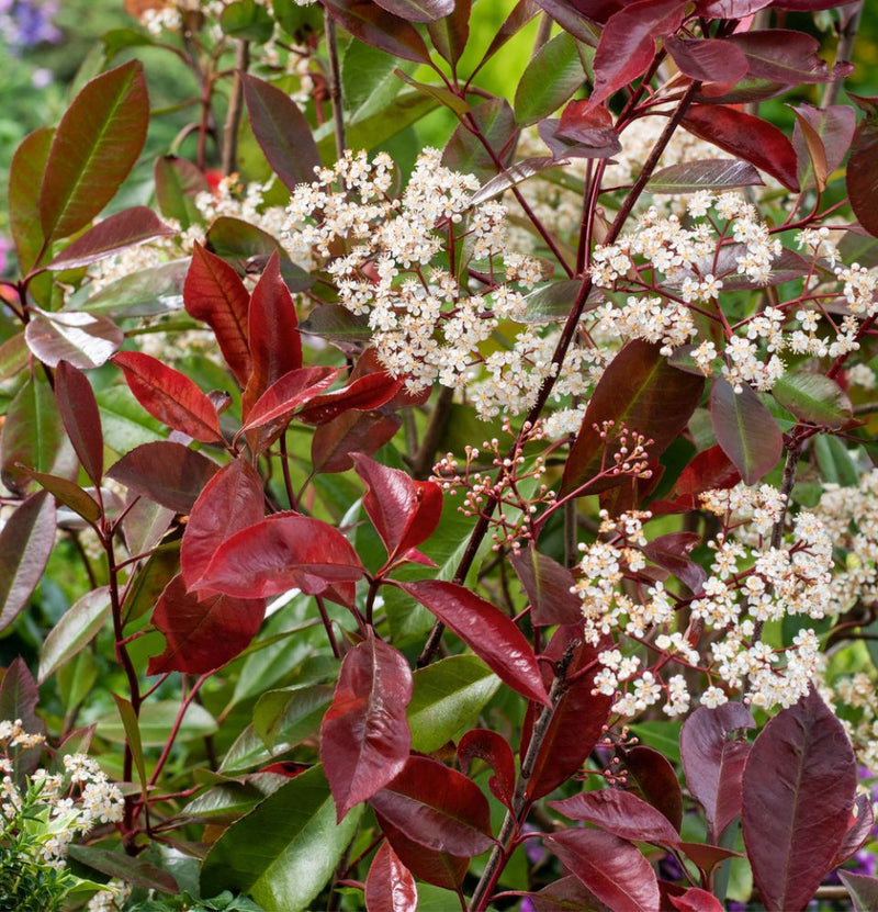 Set of 3 Photina Red Robin Shiny Medlar plants