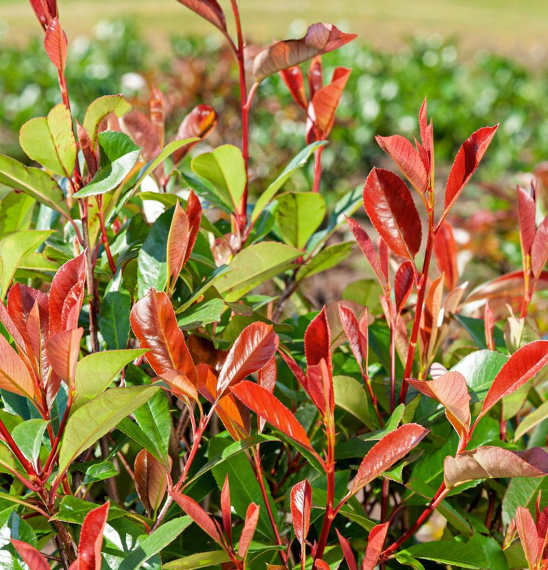 Set de 3 plantas Photina Red Robin Shiny Níspero