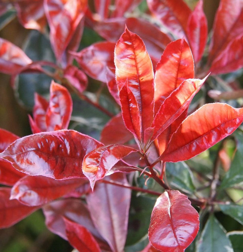 Lot de 3 plantes Photina Red Robin Shiny Néflier