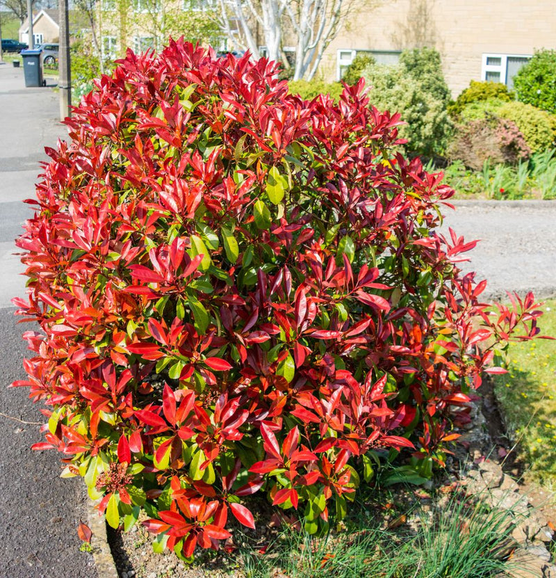 Lot de 3 plantes Photina Red Robin Shiny Néflier