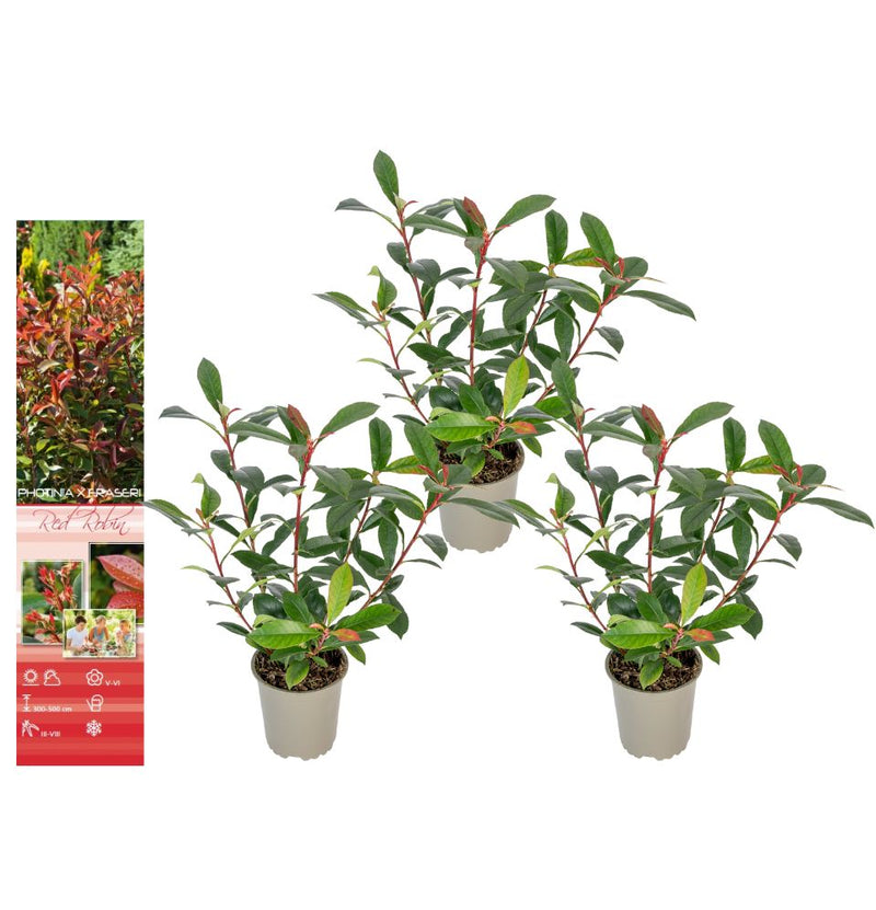 Set de 3 plantas Photina Red Robin Shiny Níspero