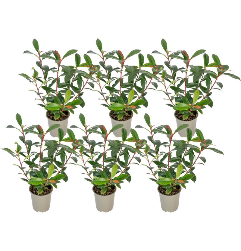 Set van 6 Photina Red Robin Glansmispel planten