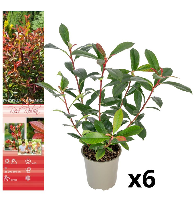 Lot de 6 plantes Photina Red Robin Shiny Néflier