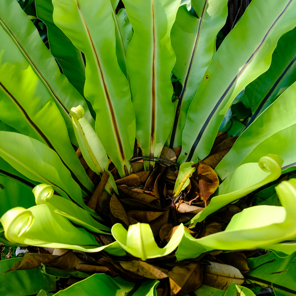 Asplenium scolopendrium (Tongvaren) Voor binnen en buiten