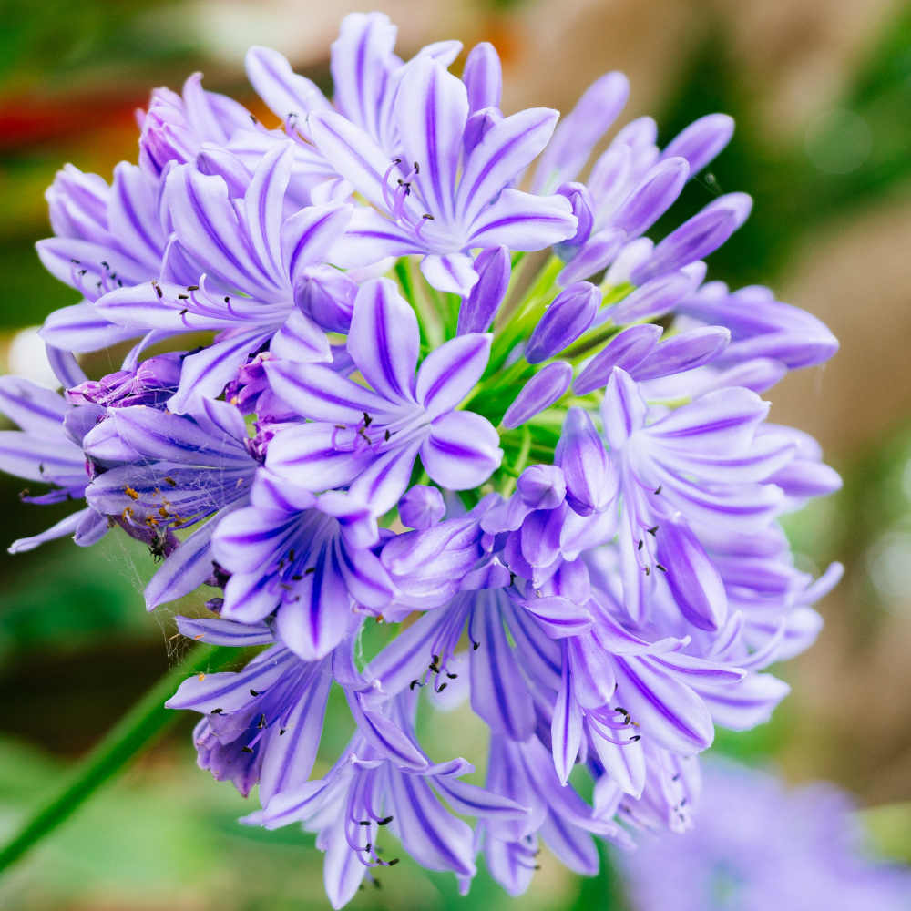 1 Agapanthus blauw ‘Agapanthus’ Ø23 cm ↕80 cm