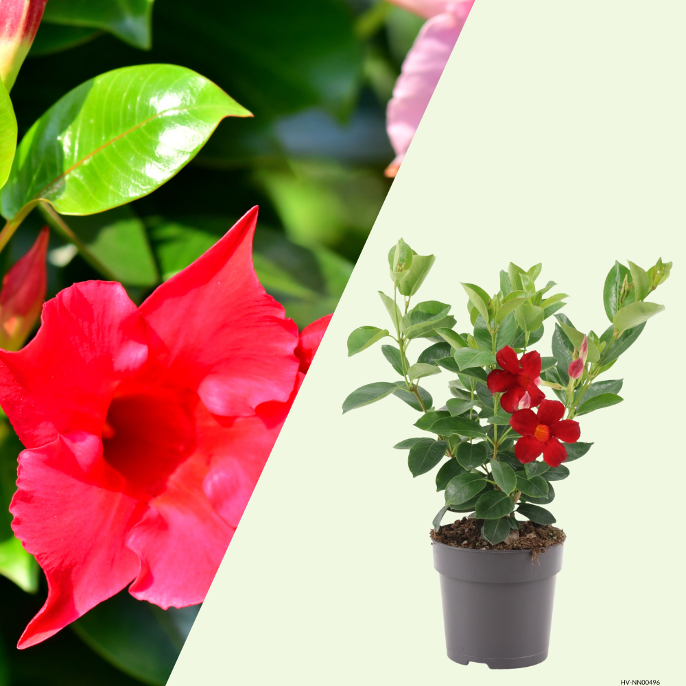 Dipladenia sanderi (mandevilla rood) set van 3, klimplant voor balkon en terras