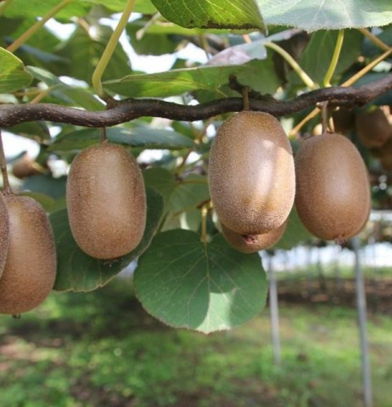 6x Köstliche Kiwi Actinidia 'Jenny'