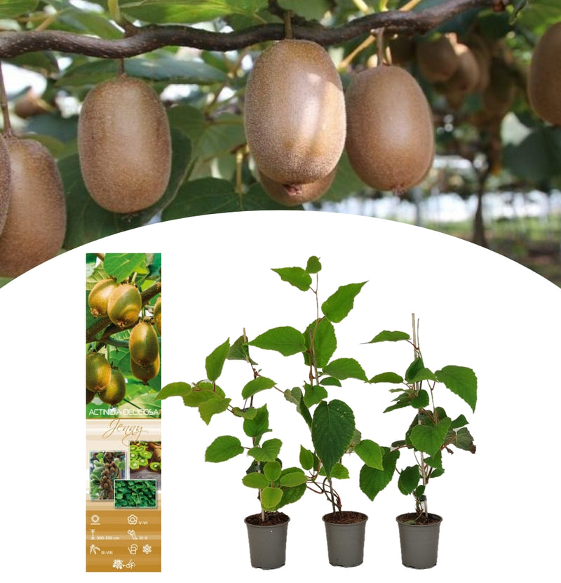 3x Kiwi Actinidia Deliciosa 'Jenny'