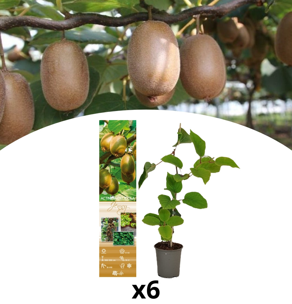 6x Köstliche Kiwi Actinidia 'Jenny'