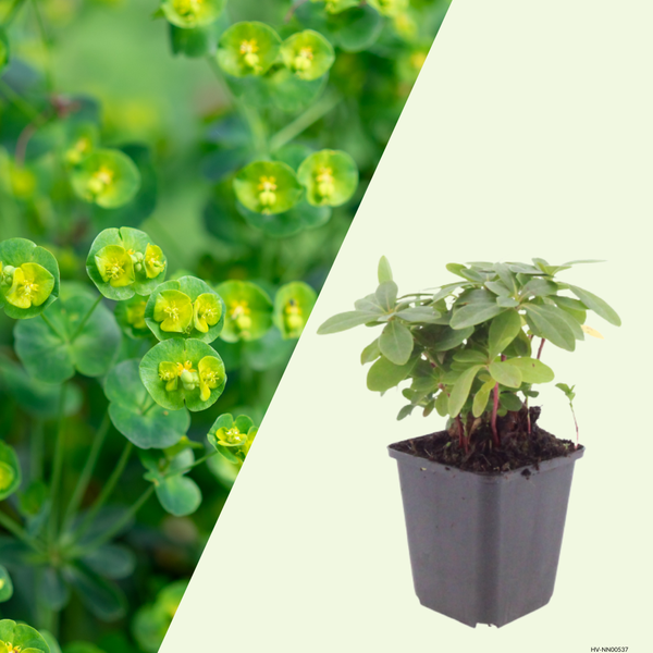 3 Amandelwolfsmelk ‘Euphorbia amygdaloides Robbiae’ Ø9 cm ↕15 cm