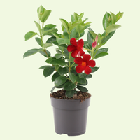 Dipladenia sanderi (mandevilla rood) set van 3, klimplant voor balkon en terras