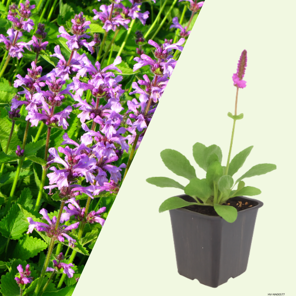 3 Andoorn ‘Stachys monieri Hummelo’ Ø9 cm ↕15 cm