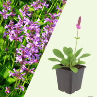 3 Andoorn ‘Stachys monieri Hummelo’ Ø9 cm ↕15 cm