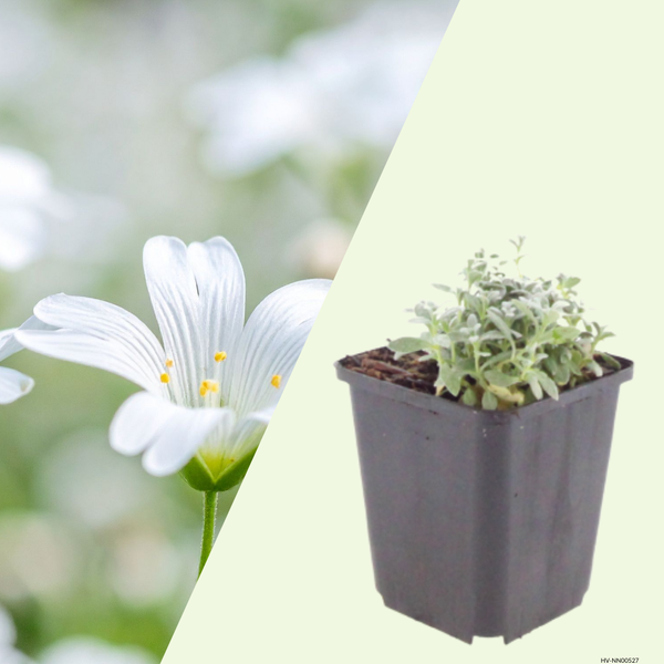3 Hoornbloem ‘Cerastium tomentosum’ Ø9 cm ↕15 cm