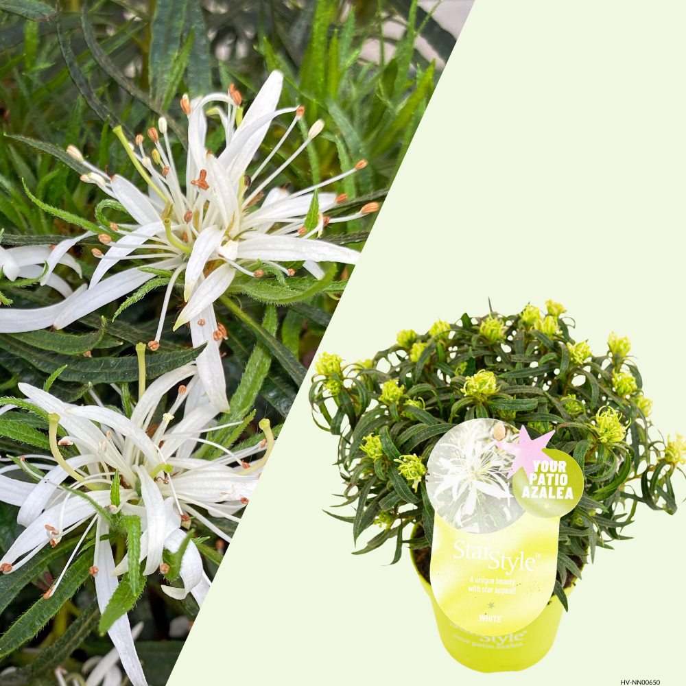 Rhododendron Azalea StarStyle White (Azalea StarStyle White) Set van 6,  Witte bloemen voor halfschaduw