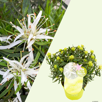 Rhododendron Azalea StarStyle White (Azalea StarStyle White) Set van 6,  Witte bloemen voor halfschaduw