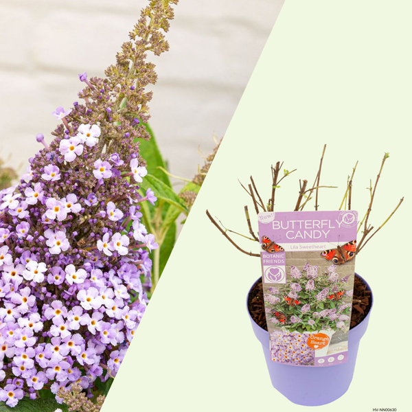 Buddleja Butterfly Candy Lila Sweetheart (Vlinderstruik) Lila bloemen voor vlinders