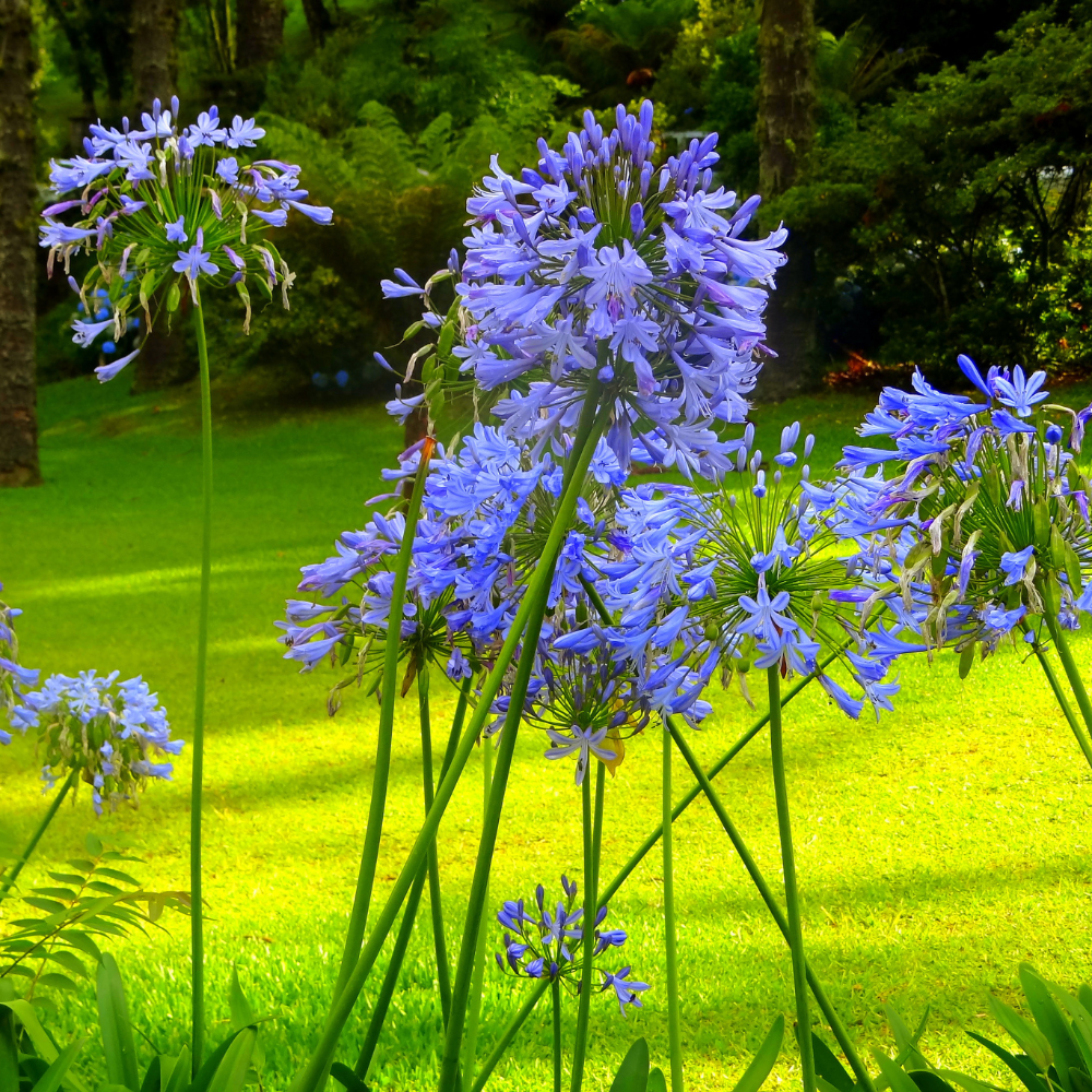 1 Agapanthus blauw ‘Agapanthus’ Ø23 cm ↕80 cm