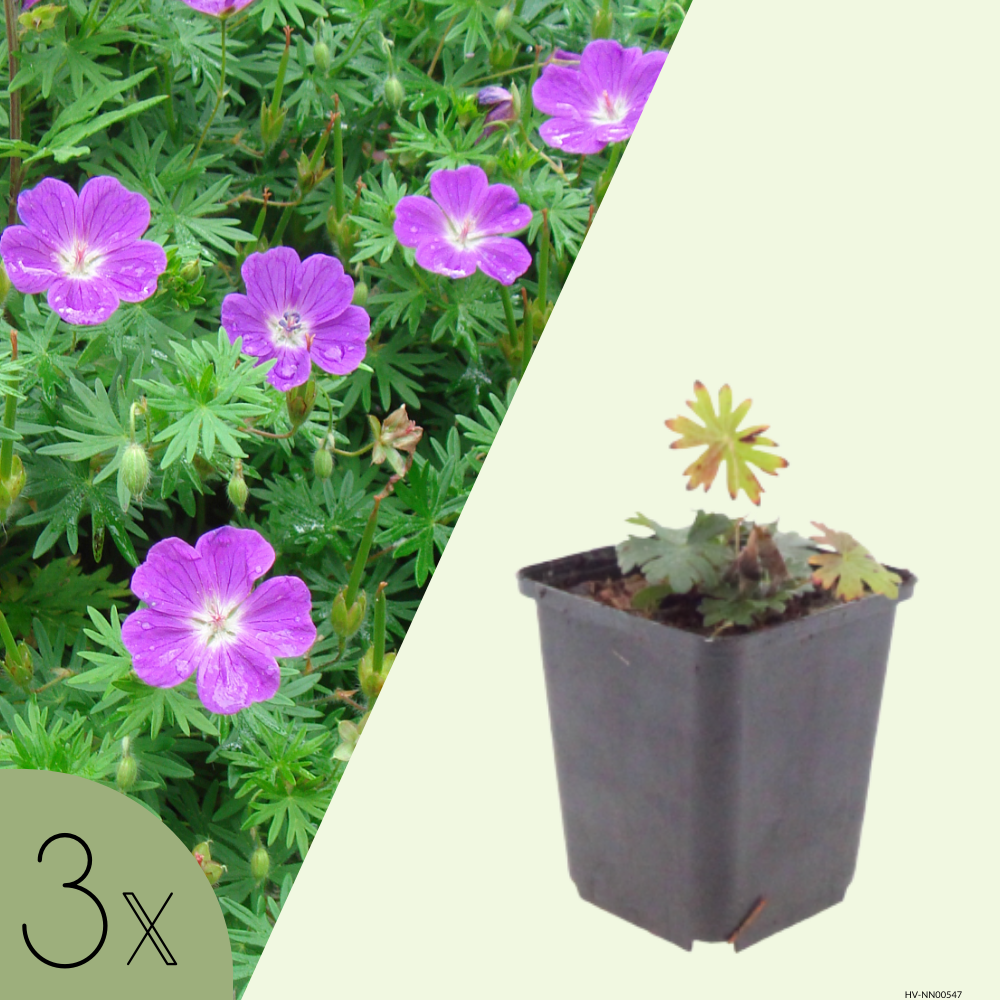 3 Ooievaarsbek ‘Geranium sanguineum’ Ø9 cm ↕15 cm