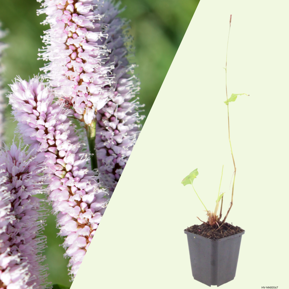3 Adderwortel ‘Persicaria bistorta Superba’ Ø9 cm ↕15 cm
