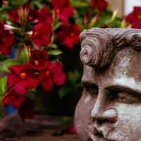 Dipladenia sanderi (mandevilla rood) set van 3, klimplant voor balkon en terras