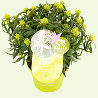 Rhododendron Azalea StarStyle White (Azalea StarStyle White) Set van 6,  Witte bloemen voor halfschaduw