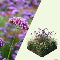 NatureNest Border Package Stella