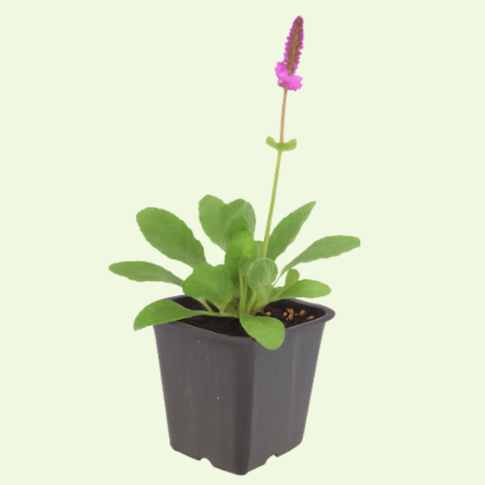 3 Andoorn ‘Stachys monieri Hummelo’ Ø9 cm ↕15 cm