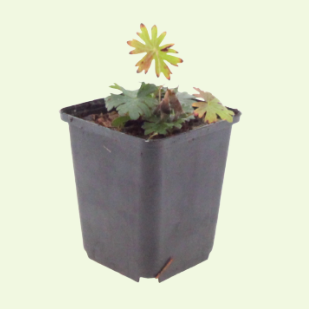3 Ooievaarsbek ‘Geranium sanguineum’ Ø9 cm ↕15 cm