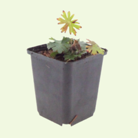 3 Ooievaarsbek ‘Geranium sanguineum’ Ø9 cm ↕15 cm