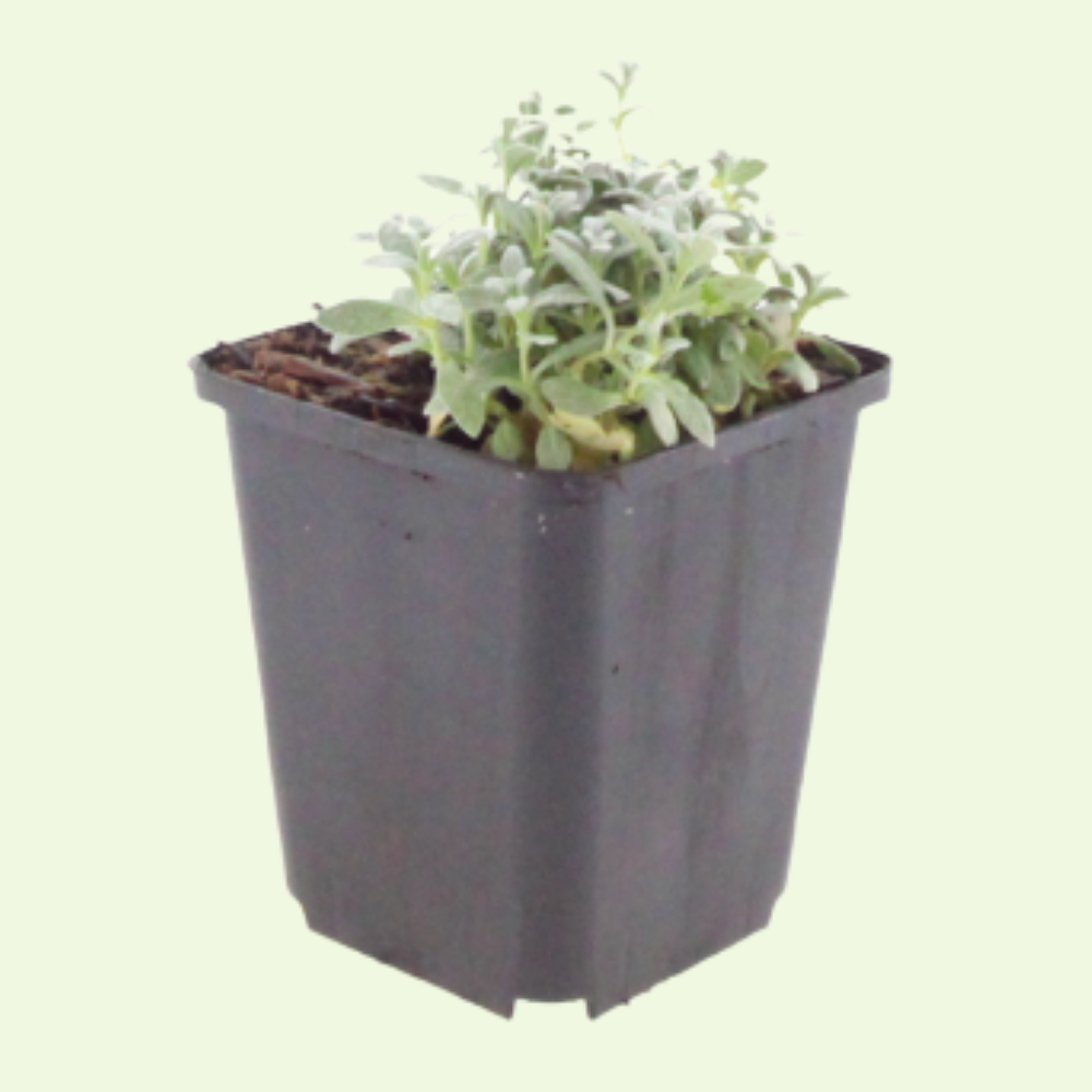 3 Hoornbloem ‘Cerastium tomentosum’ Ø9 cm ↕15 cm